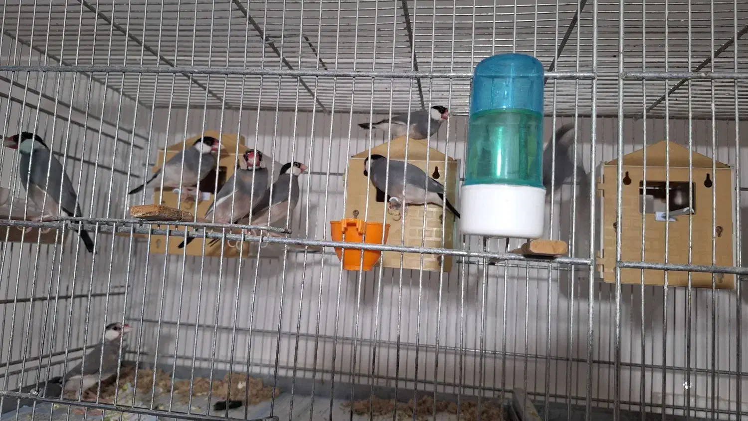 فنج نرگسی|پرنده|سمنان, |دیوار