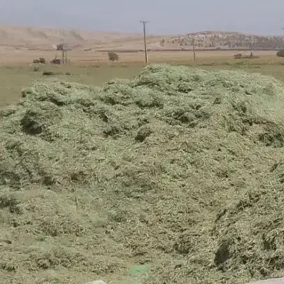 یونجه درجه یک آسیاب شده|خدمات باغبانی و درختکاری|دهدشت, |دیوار