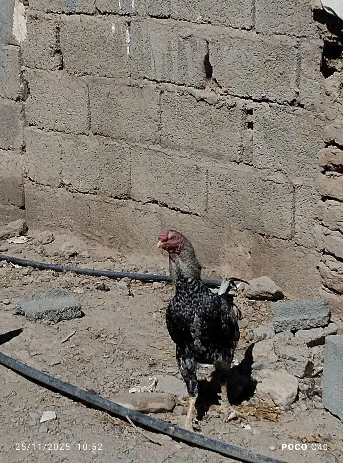 خروس لاری مایل به معاوضه|حیوانات مزرعه|پسکوه, |دیوار