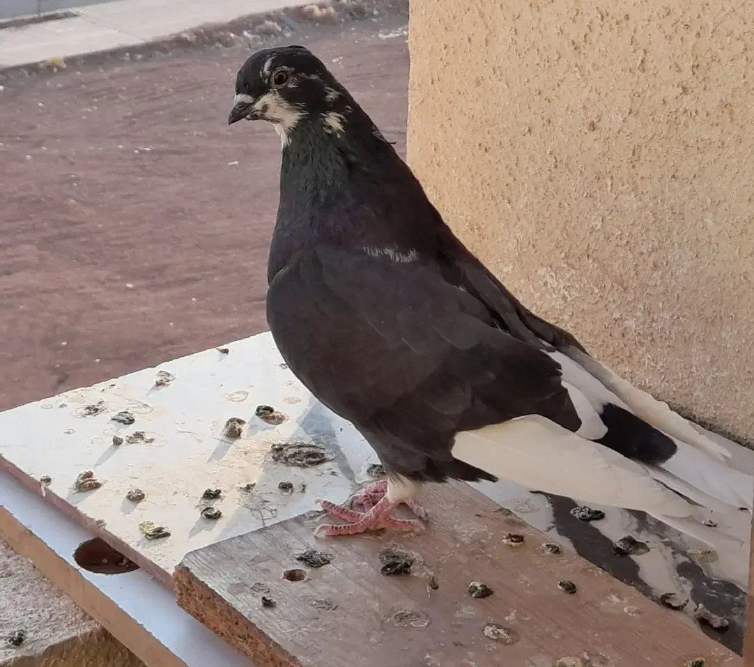 فروش گفتر یا کبوتر|پرنده|پرند, فاز ۵|دیوار