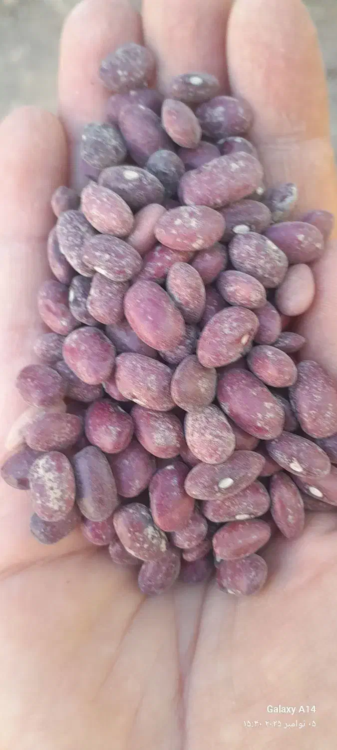 فروش عمده لوبیا قرمز بوجاری درجهیک در سعادتشهر|عمدهفروشی|پاسارگاد, |دیوار