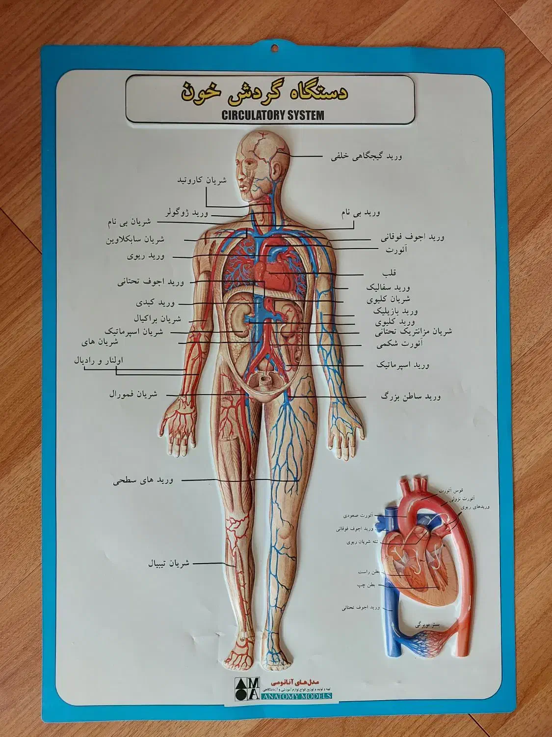 پوستر مدل آناتومی انسان برای رشته تجربی زیست شناسی|کتاب و مجله آموزشی|رشت, دیلمان|دیوار