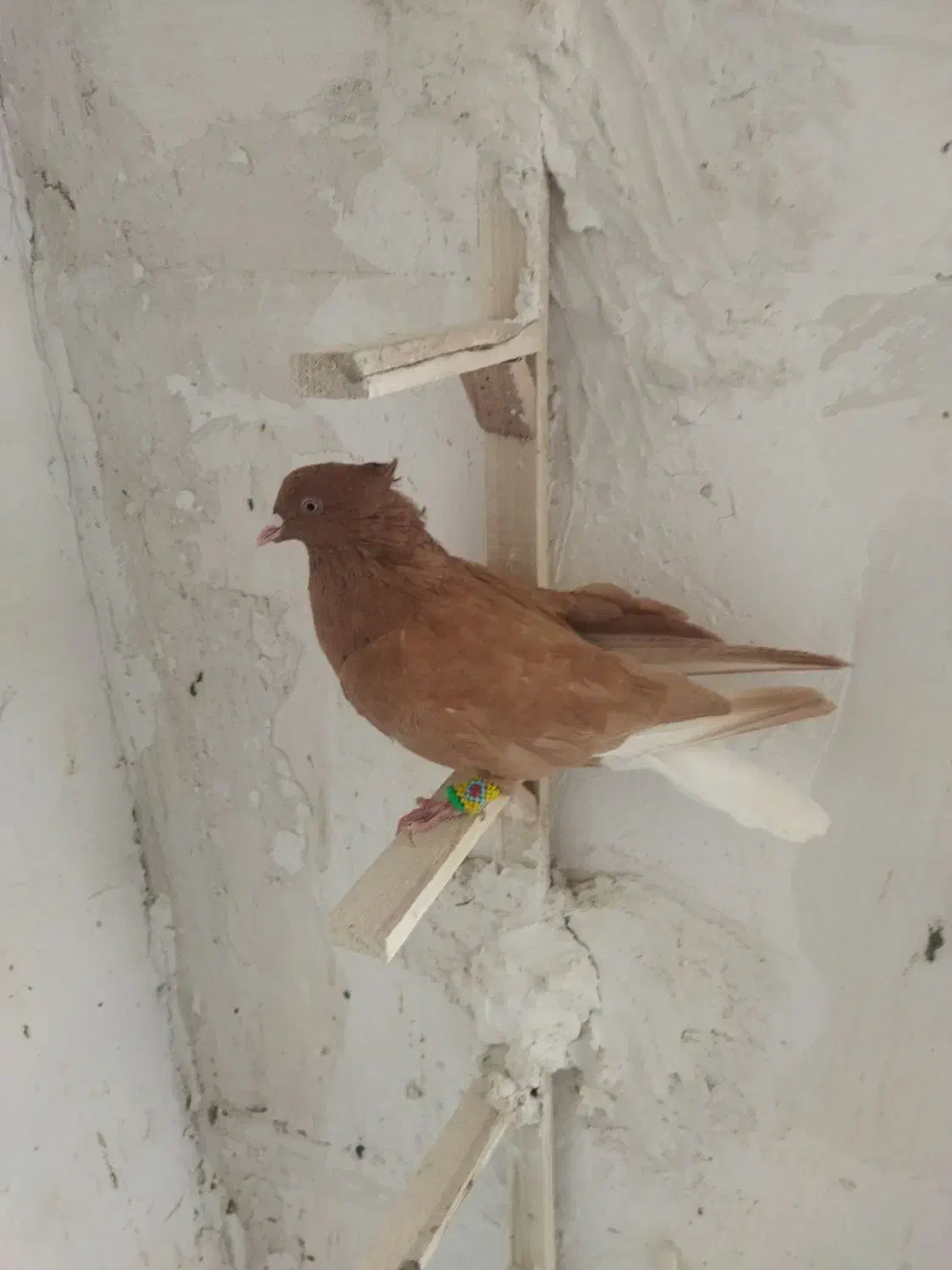 زرد دم سفید نر کاکلی|پرنده|تربتحیدریه, بالا ولایت|دیوار