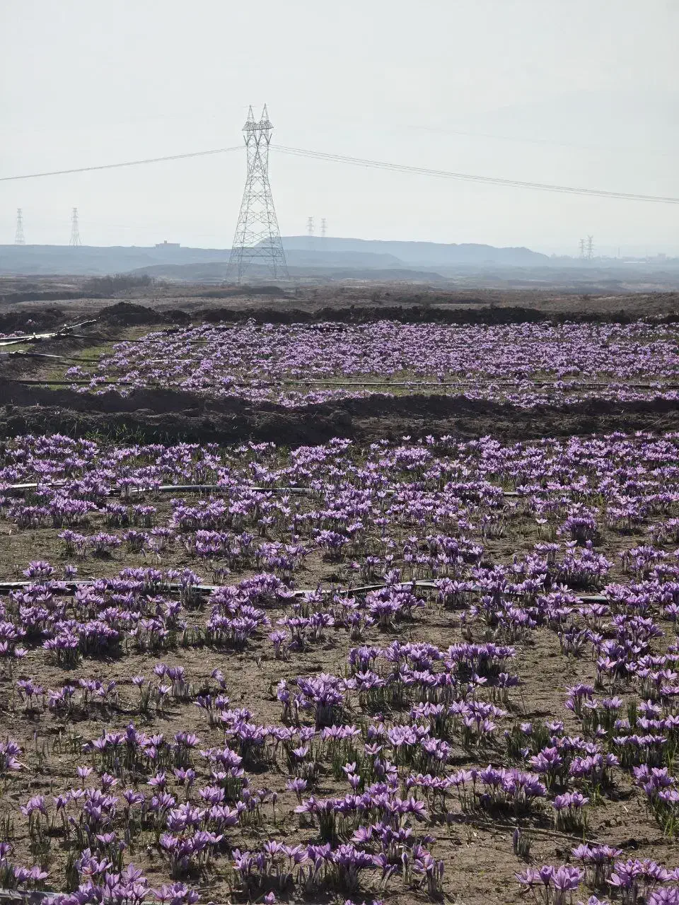فروش زمین کشاورزی - استخر پرورش ماهی روستای کسکن|فروش دفتر صنعتی، کشاورزی، تجاری|سبزوار, قصبه غربی|دیوار