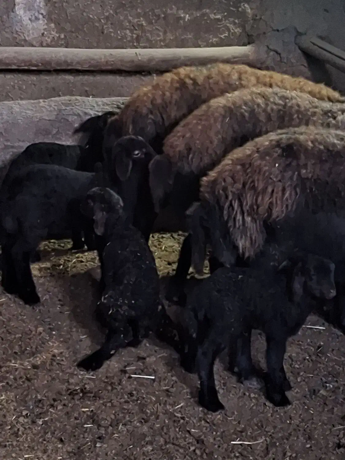 میش وبره|حیوانات مزرعه|اسدآباد, |دیوار