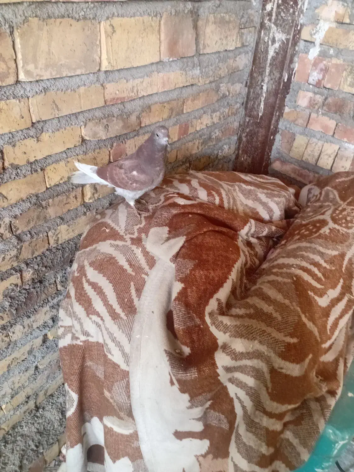 کبوتر|پرنده|صوفیان, |دیوار