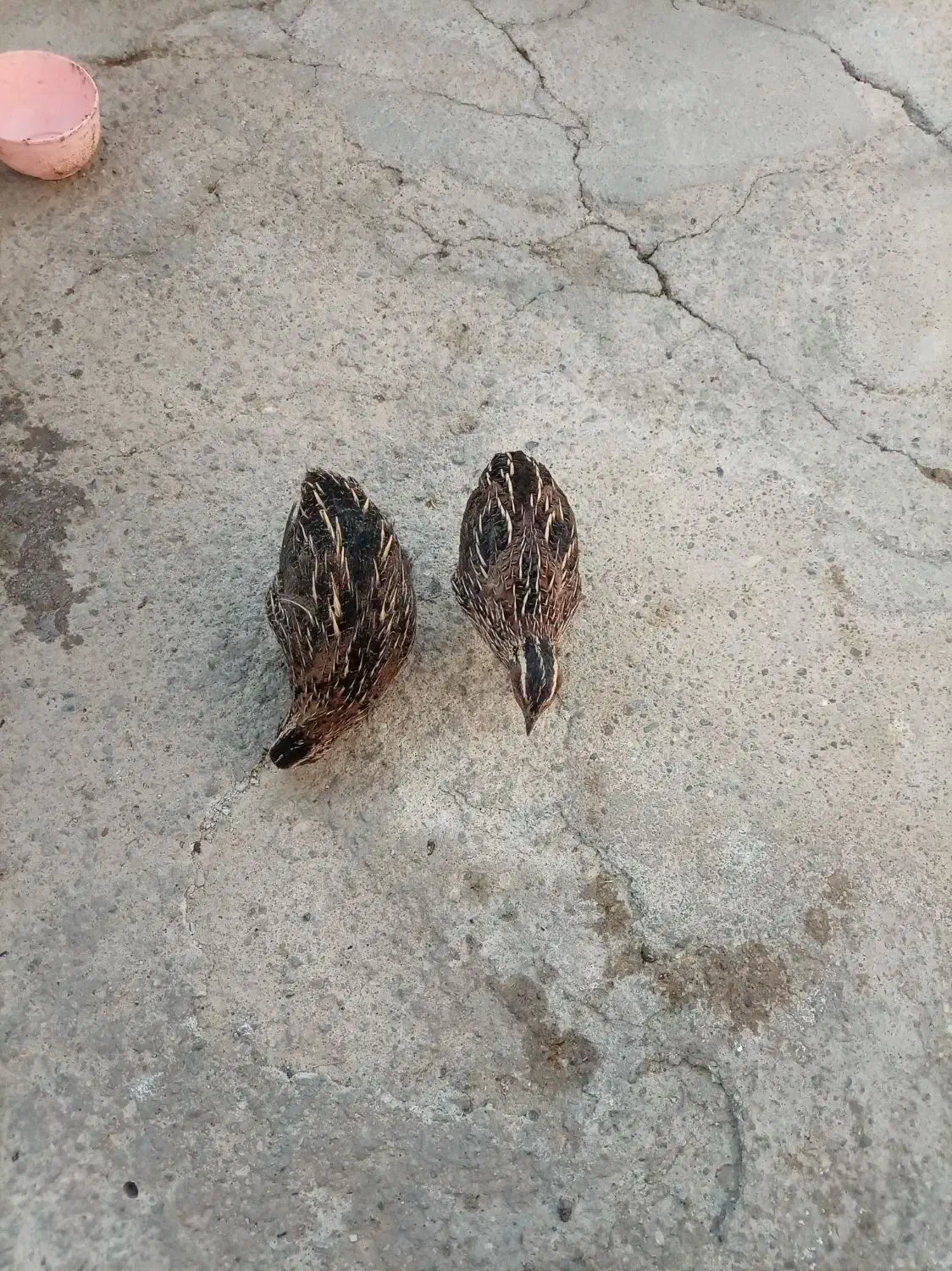 سلام دوعددبلدربچین بفروش میرسدبدون|حیوانات مزرعه|مهاباد (آذربایجان غربی), |دیوار