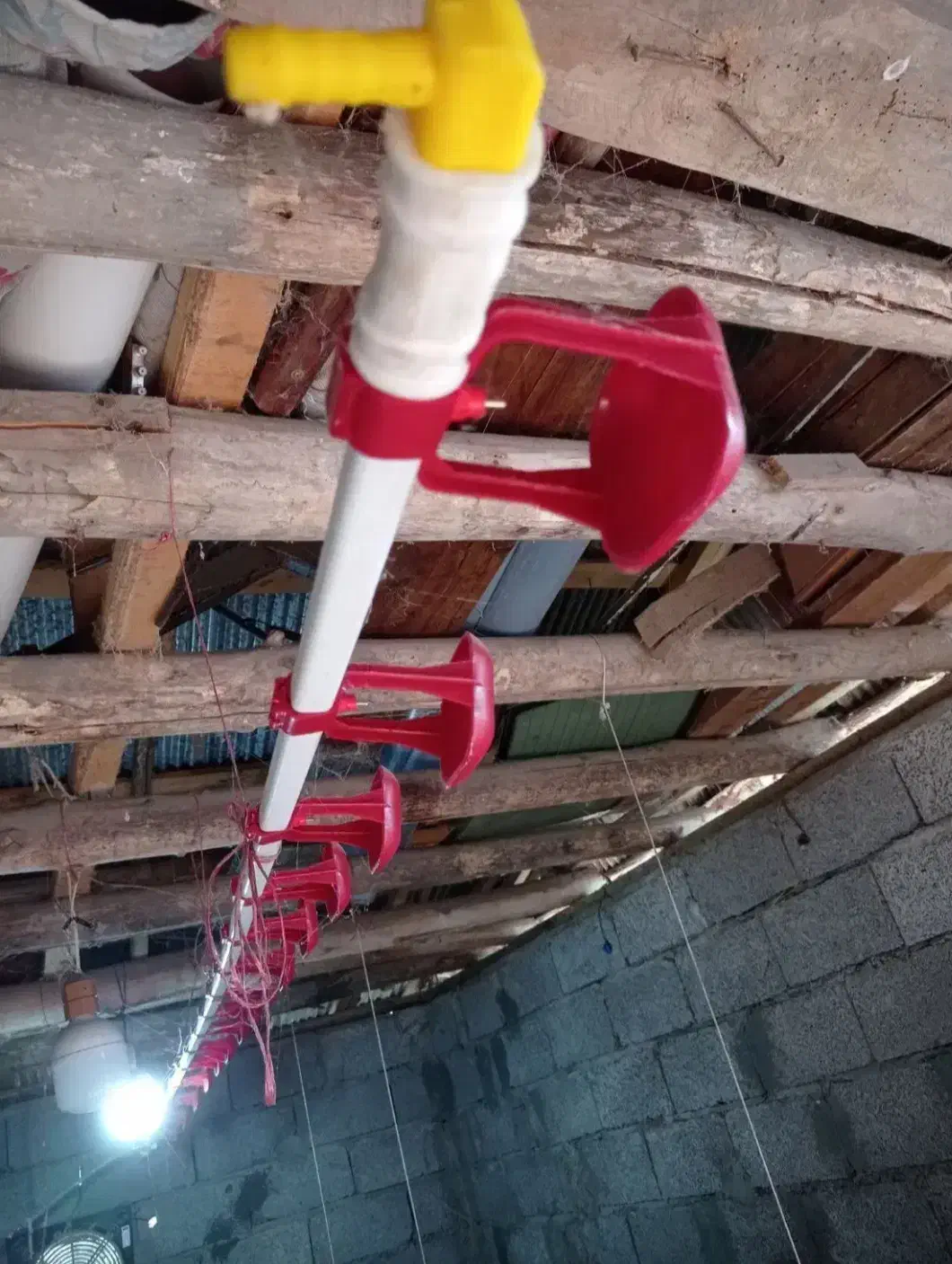 اب خوری. دان خوری|لوازم جانبی حیوانات|بانه, |دیوار