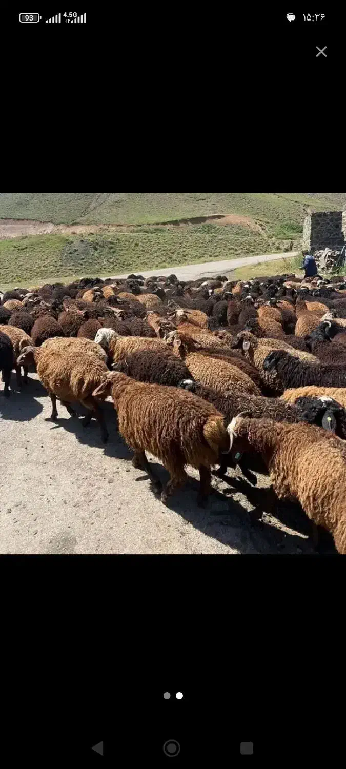 تخفیف 80درصدی دام زنده همراه با کیفیت ممتازونمونه|حیوانات مزرعه|مشهد, طلاب|دیوار