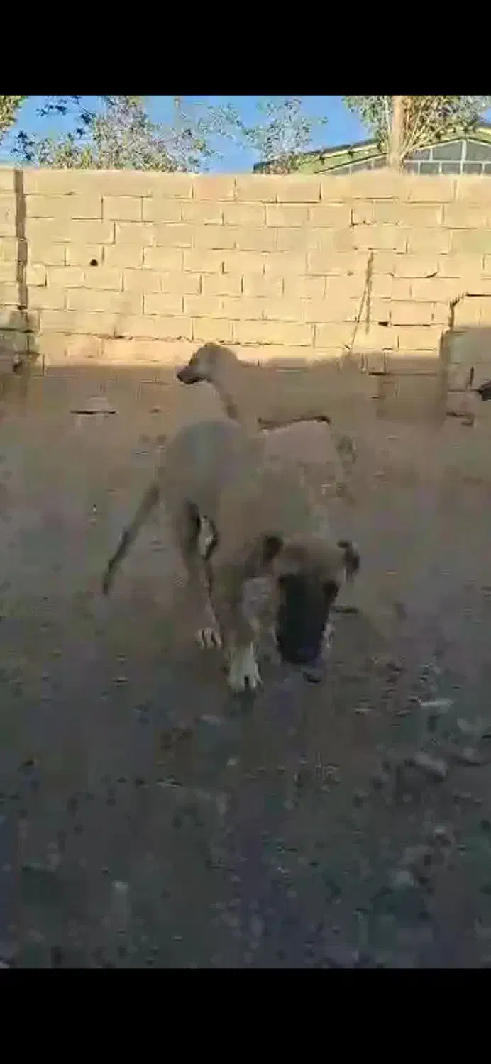 توله سرابی ۵ماهه در شعرک صنعتی شماره یک حصار گمشده|سگ|میانه, |دیوار