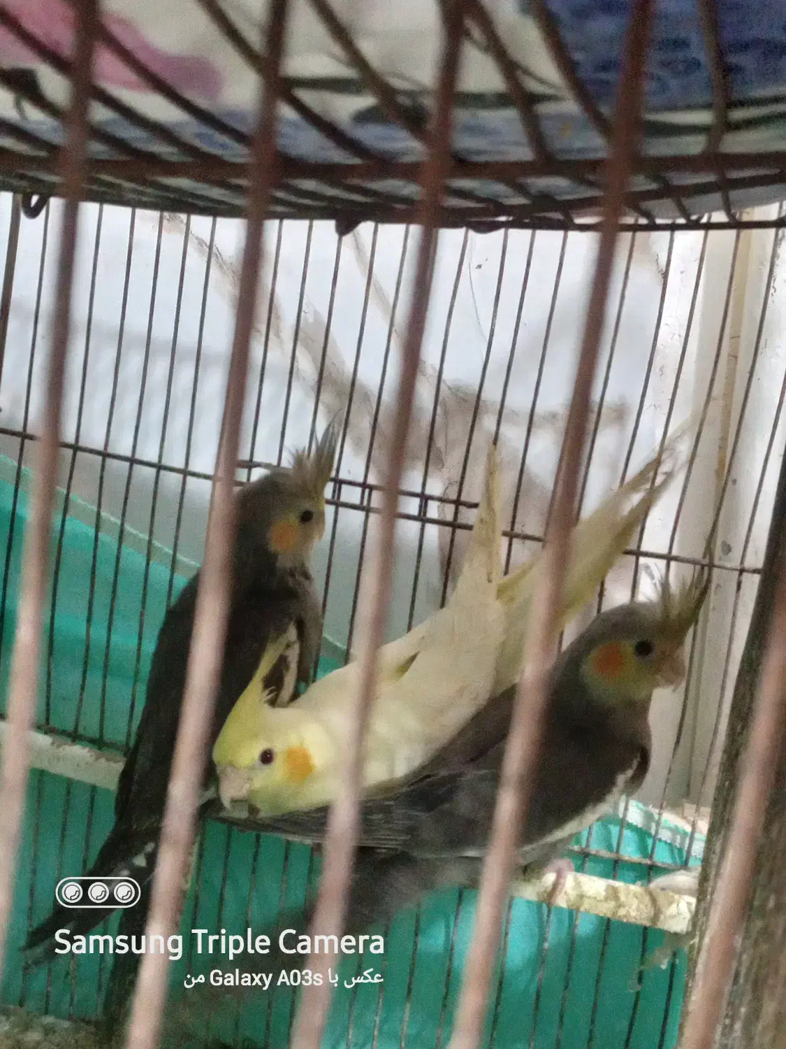 عروس هلندی|پرنده|ماهدشت, |دیوار