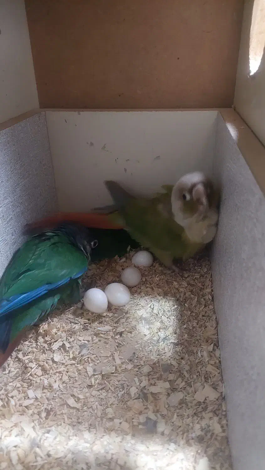 طوطی گیرینچیک|پرنده|هشتگرد, شهرک صنعتی هشتگرد|دیوار