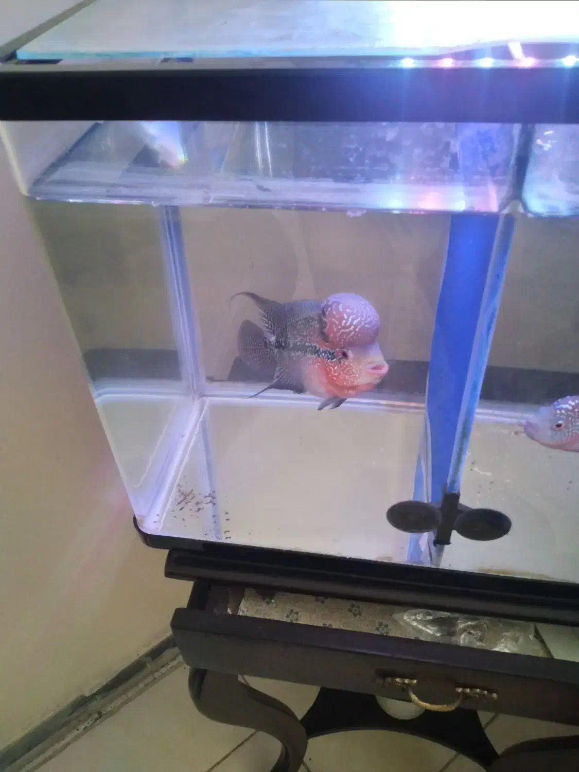 ماهی فلاور|ماهی|تهران, هفت چنار|دیوار