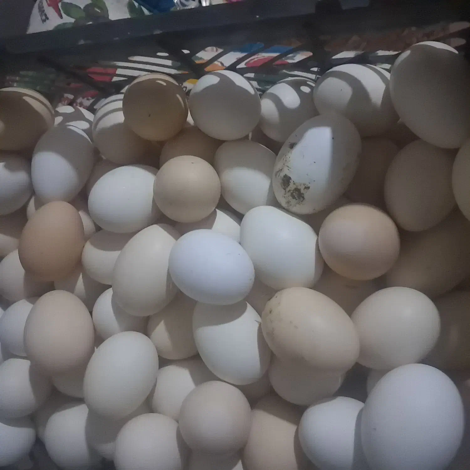 فروش تخم مرغ|خوردنی و آشامیدنی|اندیمشک, |دیوار