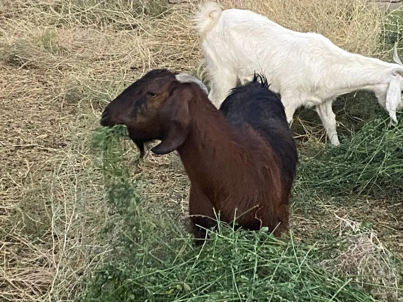 فروش چند راس بز دورگه|حیوانات مزرعه|کرمان, |دیوار