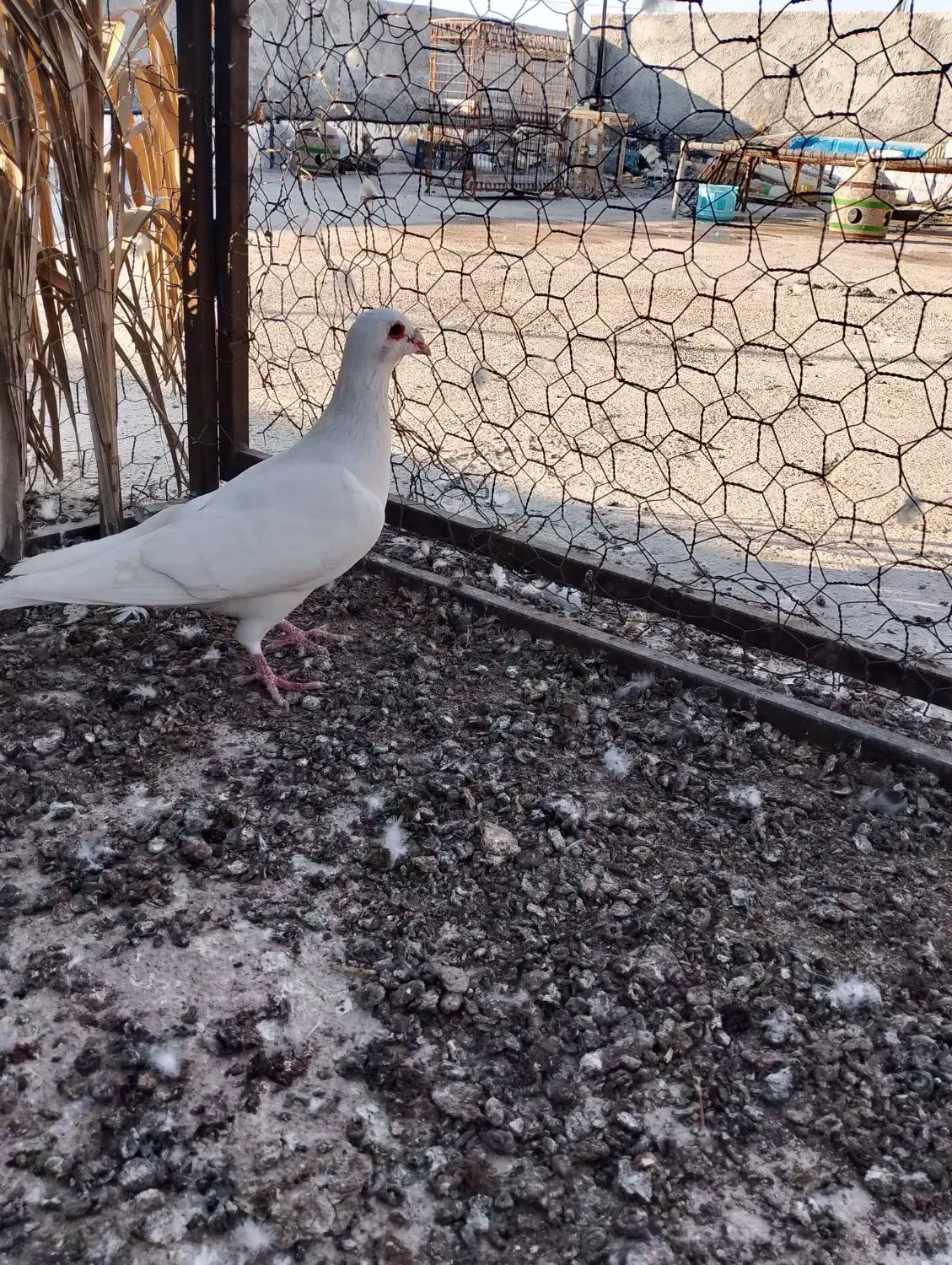 پرنده|پرنده|برازجان, |دیوار