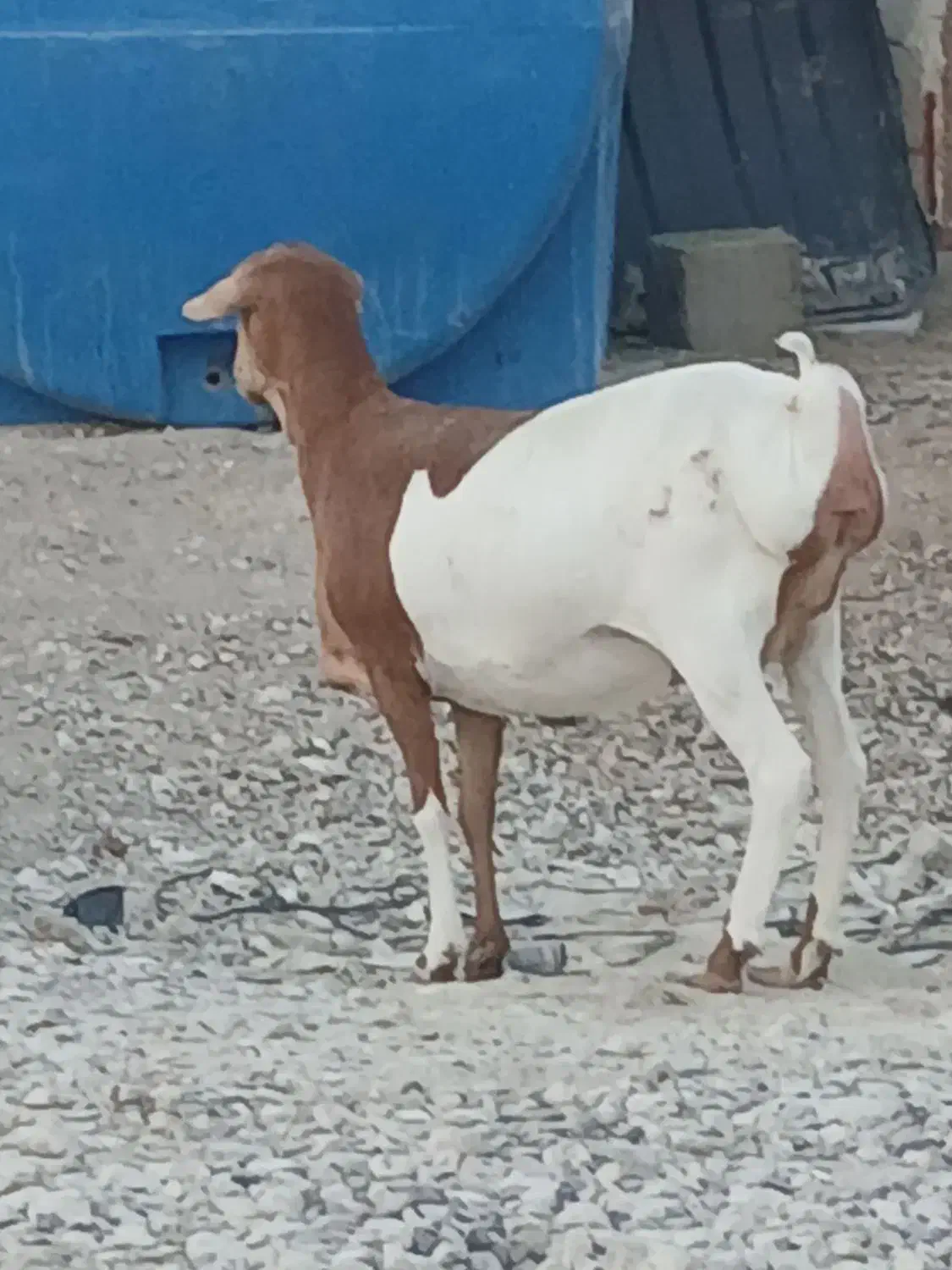 قیمت جفت با هم میش برشن درجه یک زاییده و ابستن|حیوانات مزرعه|بندرلنگه, |دیوار