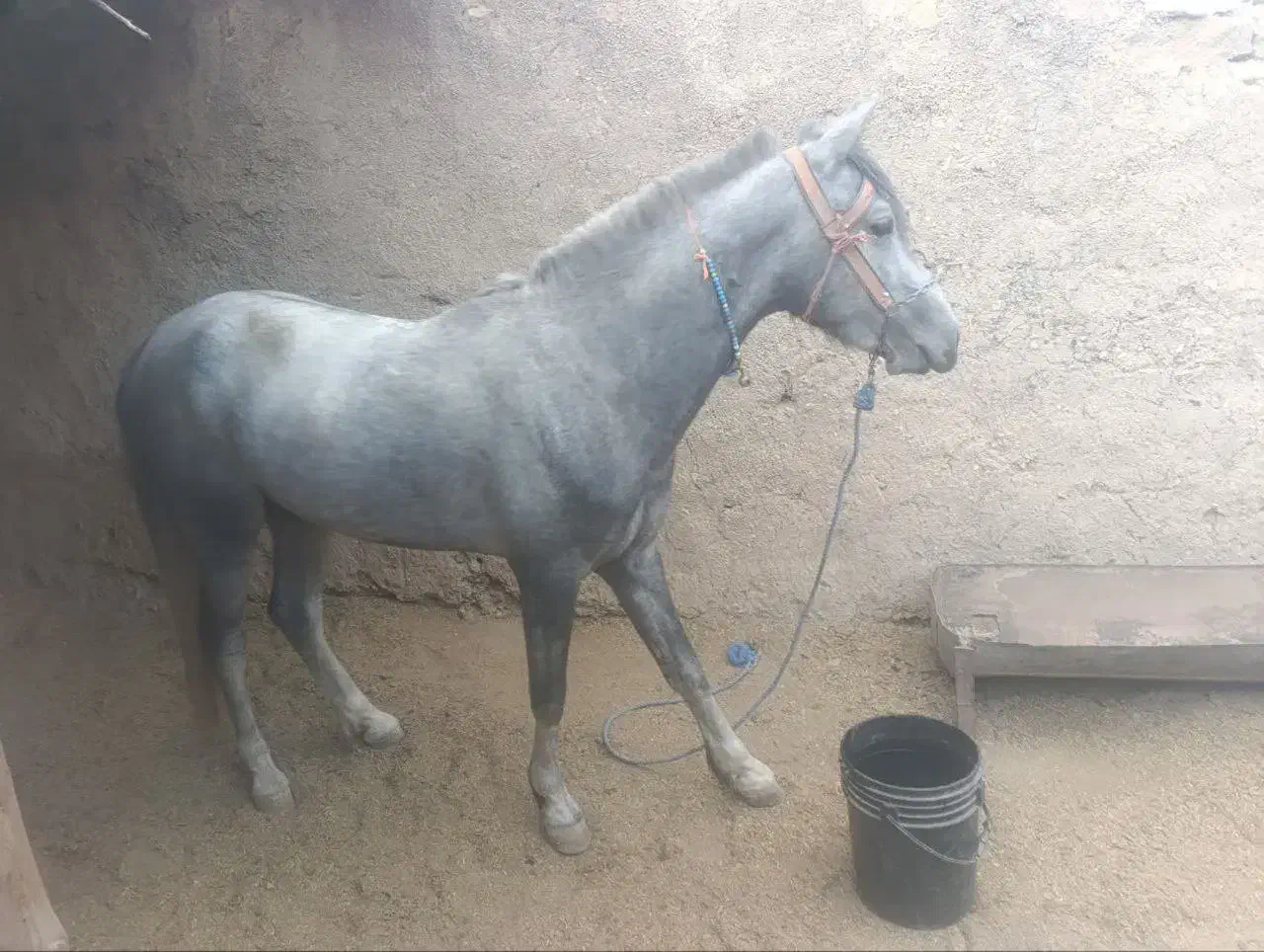 فروش‌نریون‌کرد‌.دره‌شور|اسب و تجهیزات اسب‌سواری|شاهرود, |دیوار