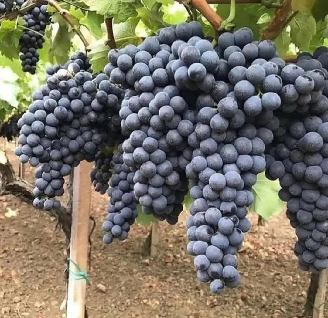 نهال های شش ساله انواع انگور های ایستاده داربستی|خدمات باغبانی و درختکاری|اصفهان, باغ نگاره|دیوار