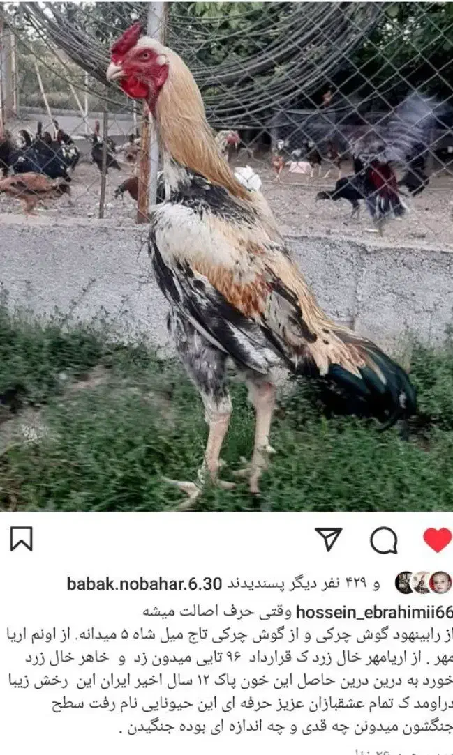 خروس و۴ عدد مرغ وجوجه|حیوانات مزرعه|حویق, |دیوار