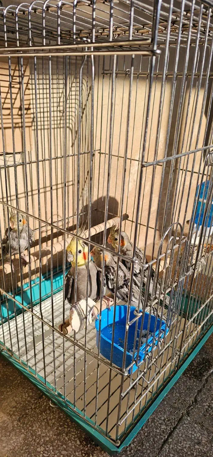 عروس هلندی|پرنده|محمدشهر, محمدشهر|دیوار