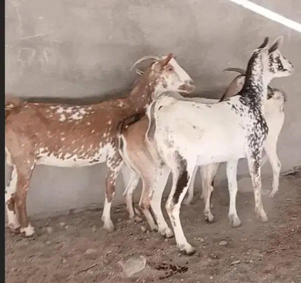 بز چهارعدد ابستن سه ماهه اخرش ۳۴ ملیون|حیوانات مزرعه|بندرعباس, |دیوار