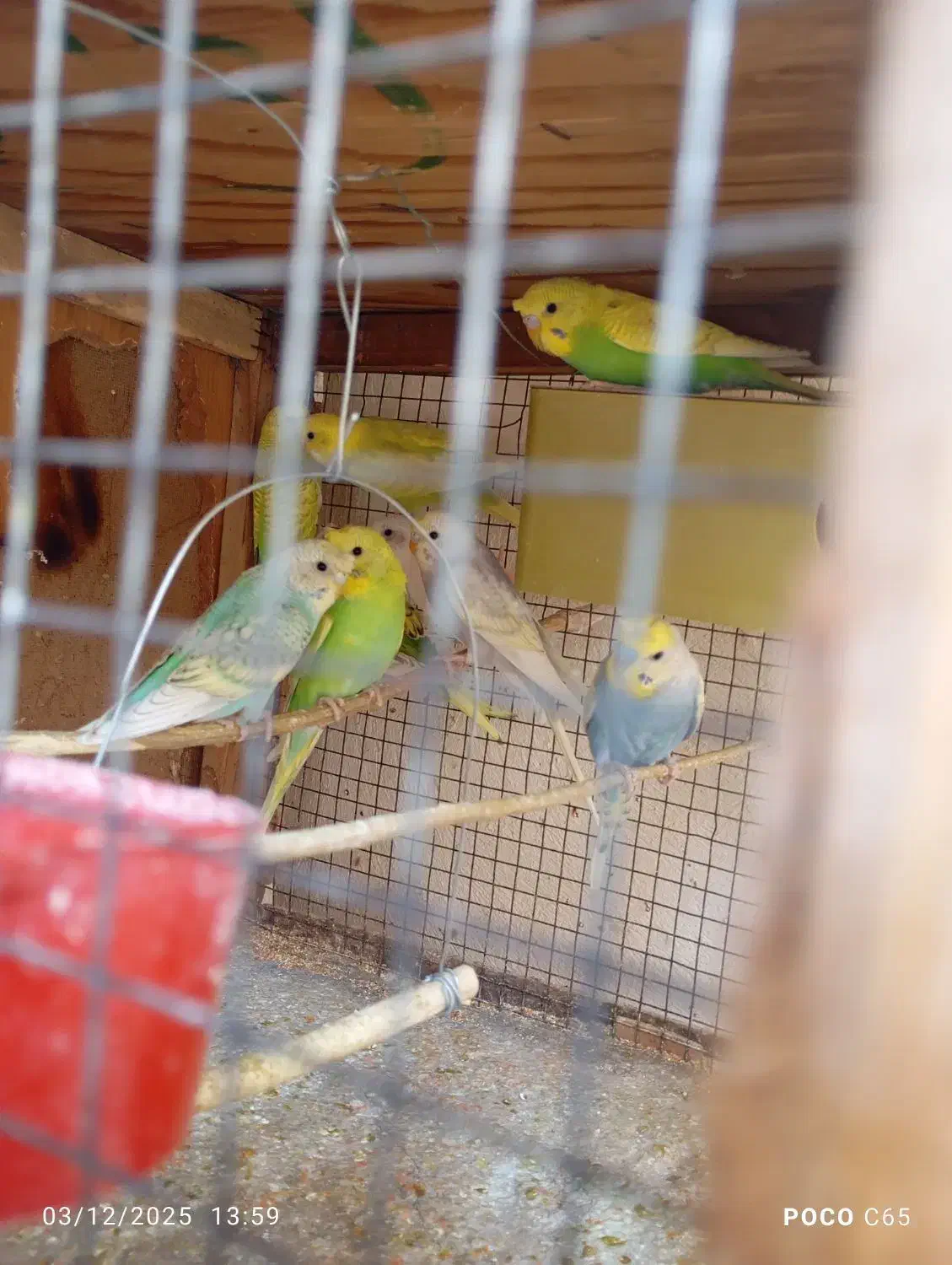 مرغ عشق کاکلی|پرنده|زرقان, |دیوار