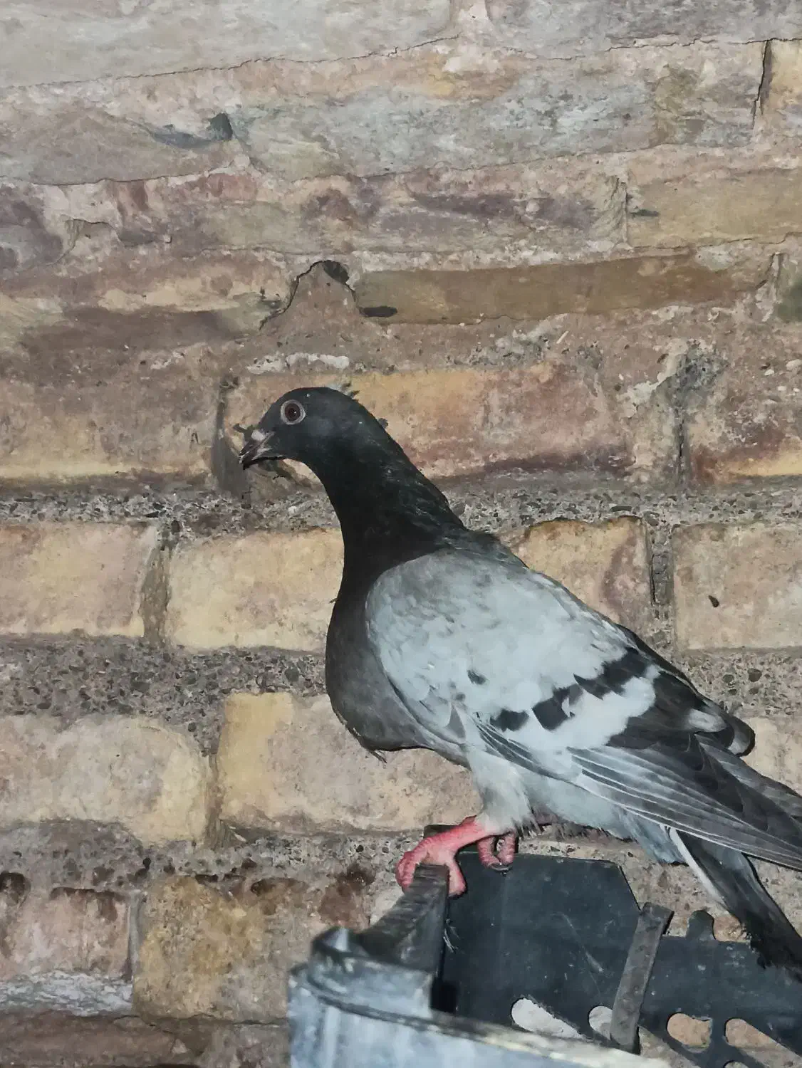 کفتر/کبوتر فروشی اردکان|پرنده|اردکان, |دیوار