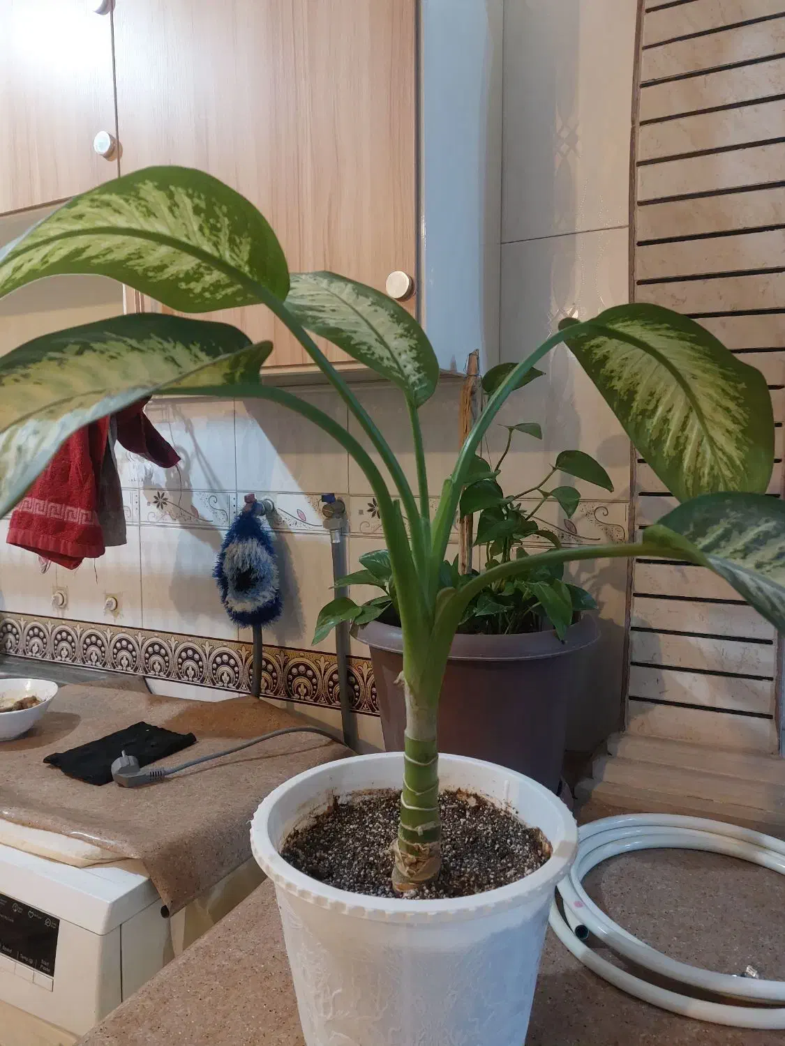 گل اپارتمانی|گل و گیاه طبیعی|شهرکرد, |دیوار