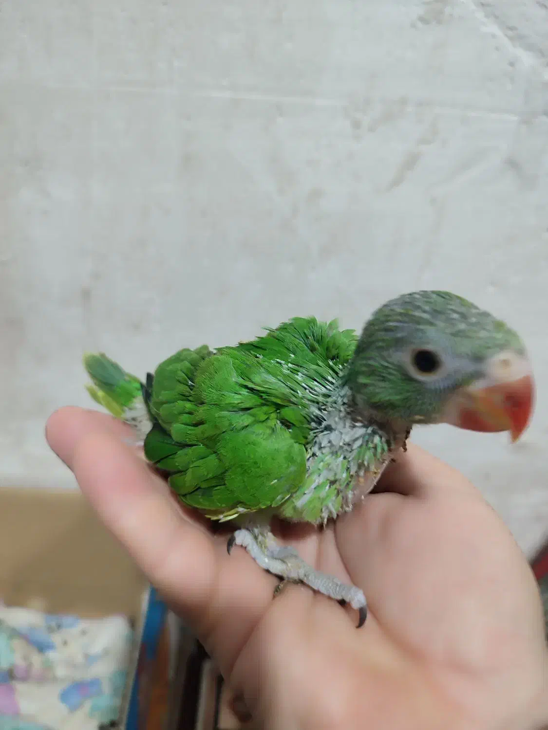 جوجه ملنگو|پرنده|سرپل ذهاب, |دیوار