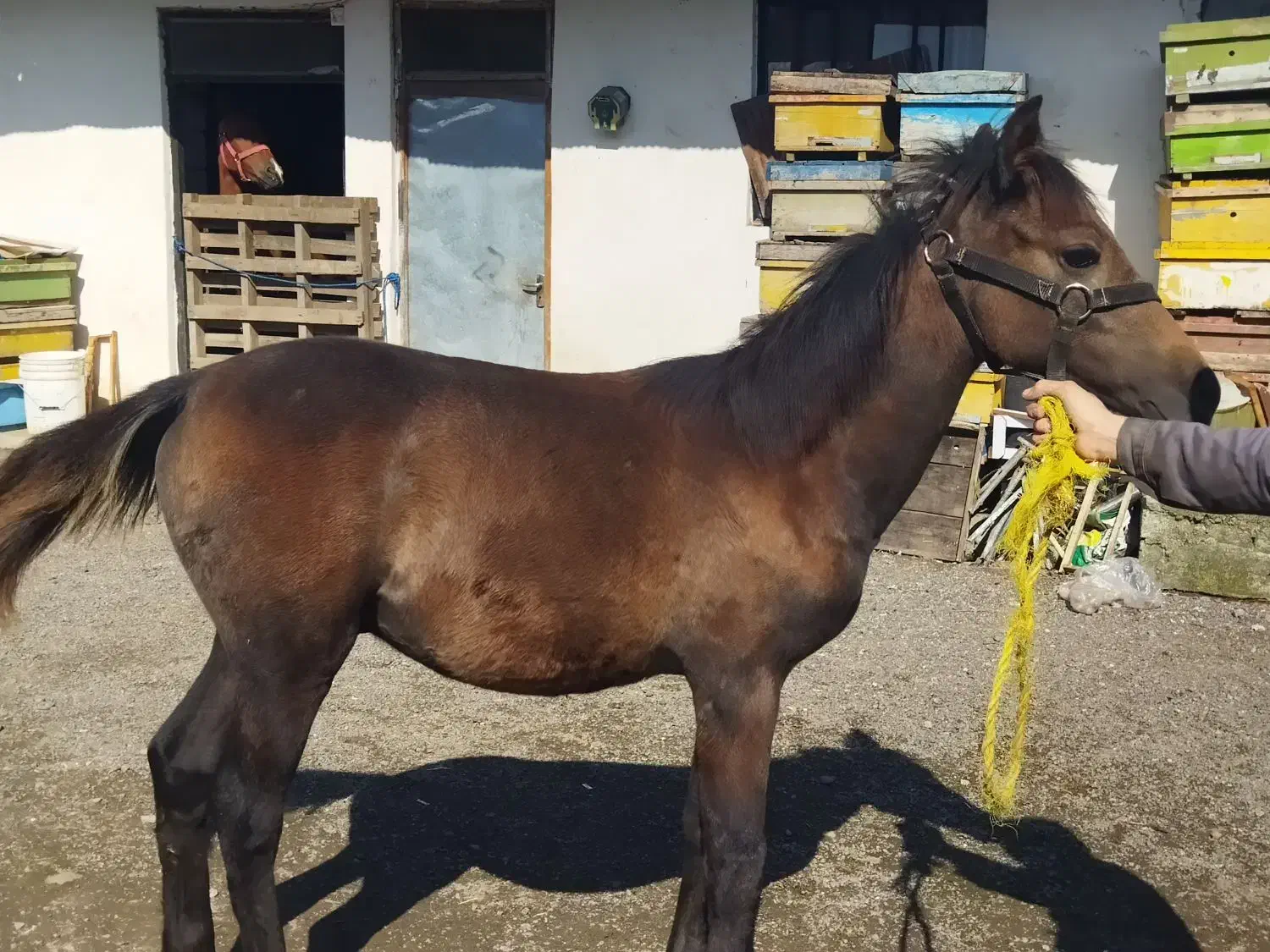 دو کره نریان|اسب و تجهیزات اسبسواری|چوبر, |دیوار