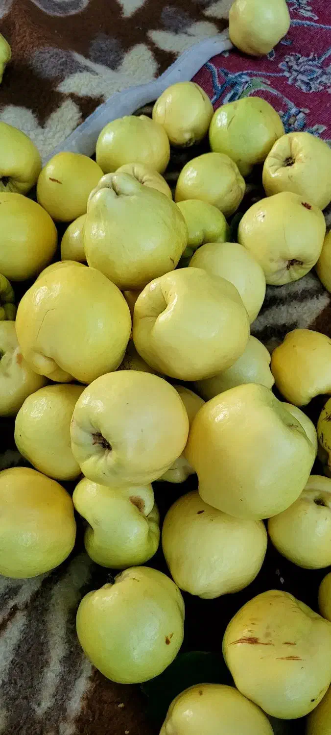 نیازمندیک نفرباغبان|خدمات باغبانی و درختکاری|خرم‌آباد, |دیوار