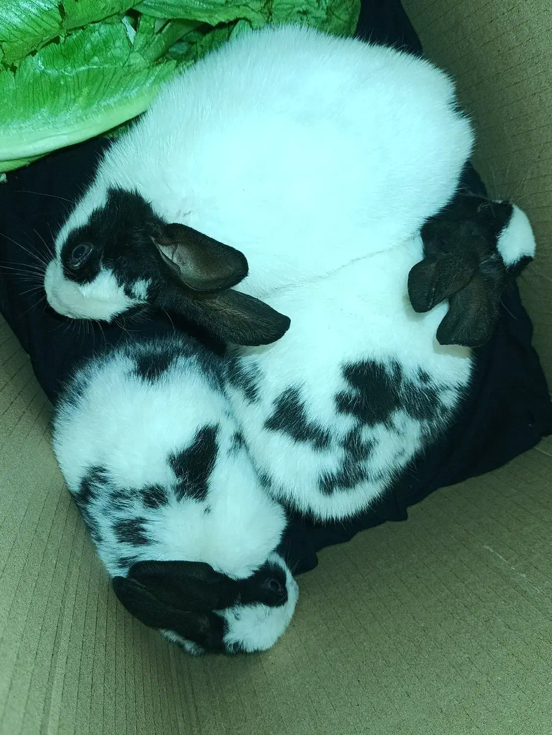 ((بچه خرگوش فارسان))|موش و خرگوش|فارسان, |دیوار