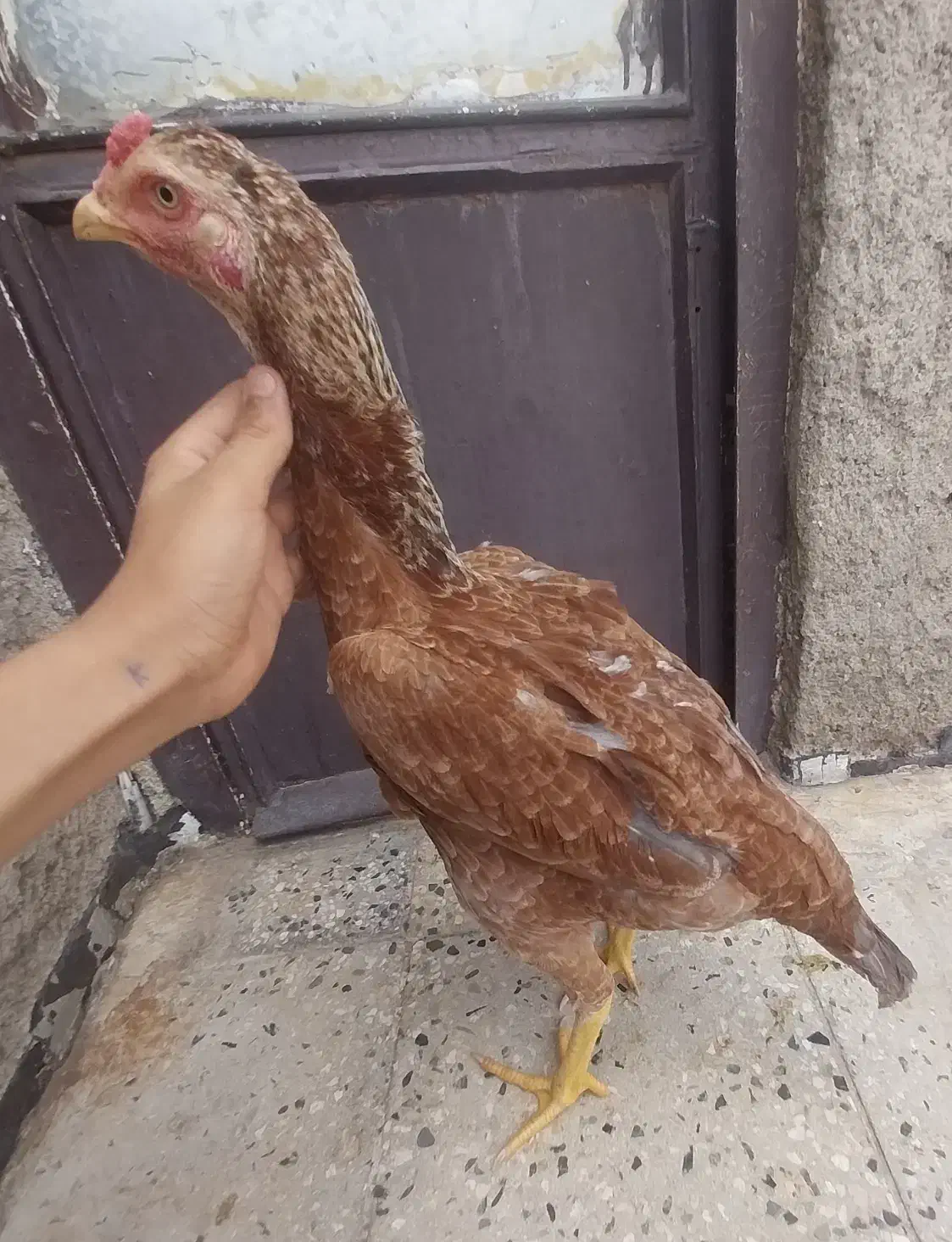 لاری|حیوانات مزرعه|قزوین, |دیوار