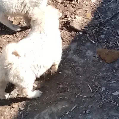 یک جفت توله سگ نر|سگ|کرمانشاه, |دیوار