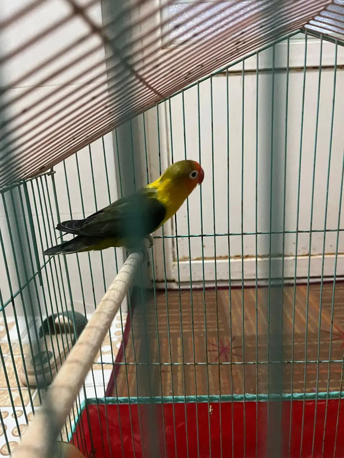 کوتله برزیلی|پرنده|برازجان, |دیوار