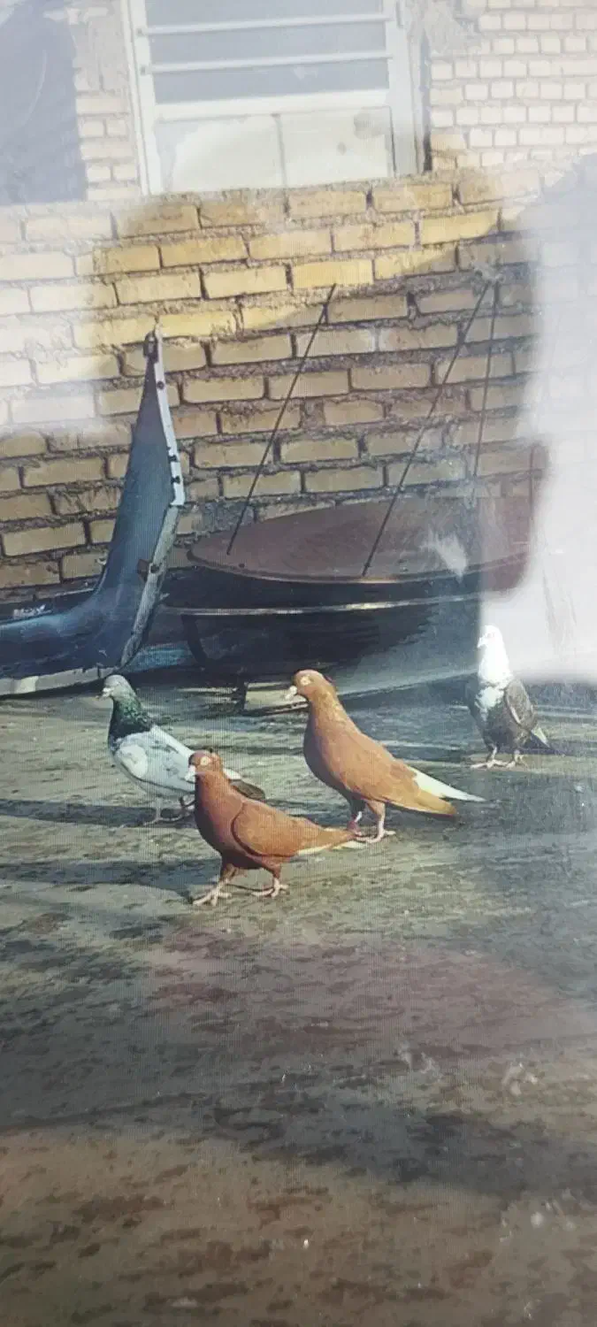 کبوتر|پرنده|خرمشهر, |دیوار