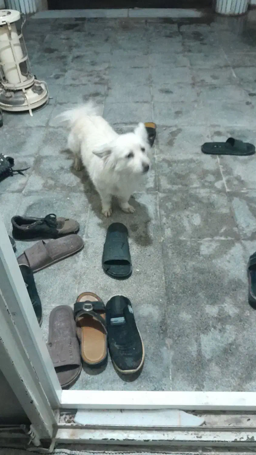 اشپیتز روباهی سالم سلامت  سه تومن|سگ|جهرم, |دیوار