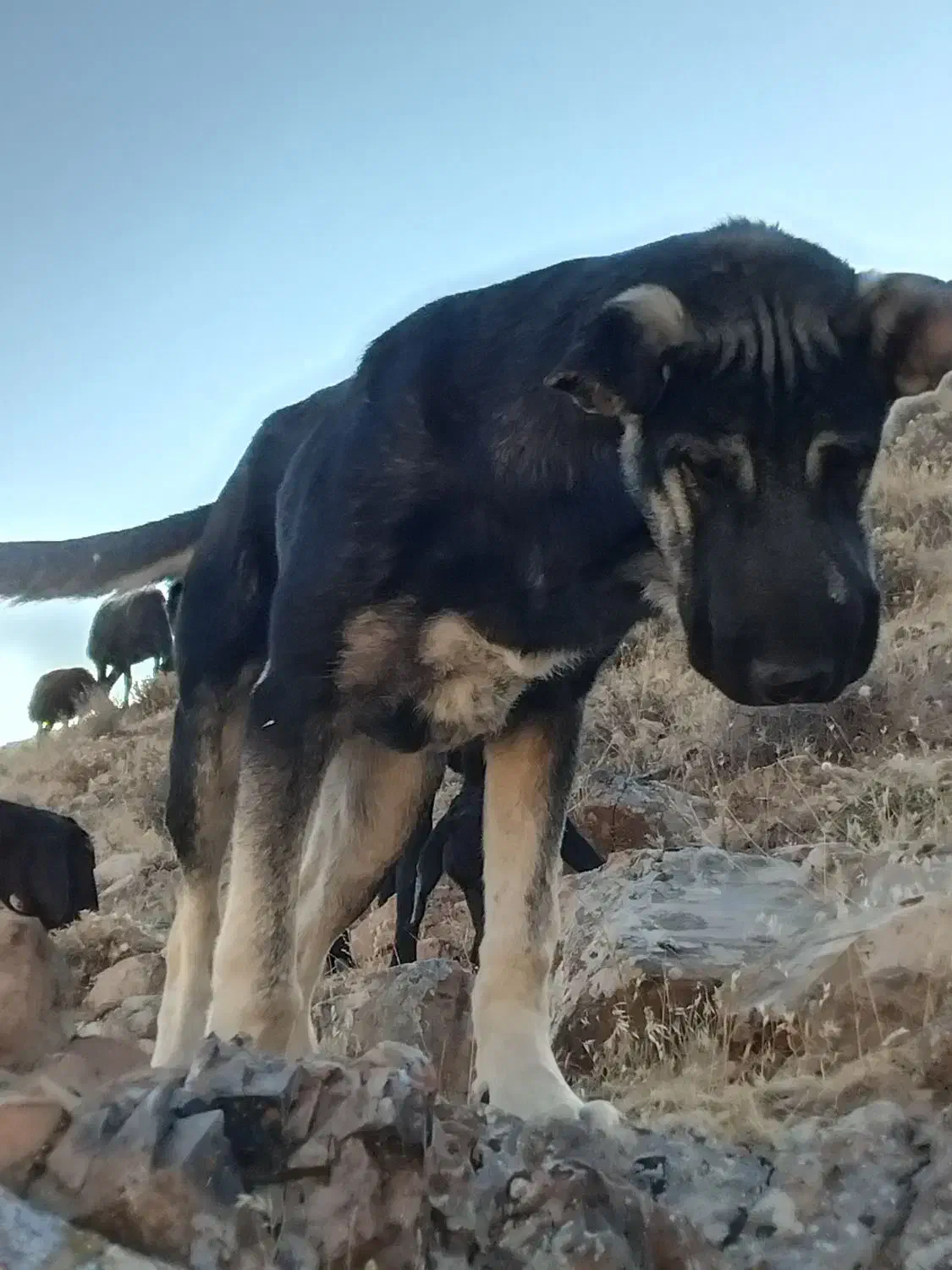 سگ دزدیده شده|حیوانات|باروق, |دیوار