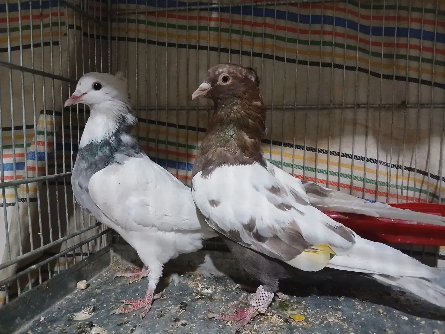 کبوتر سینه ای|پرنده|بروجن, |دیوار