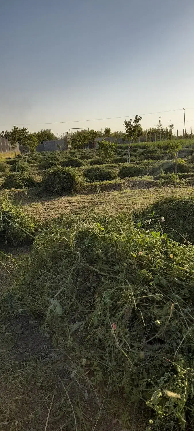 یونجه‌کوبیده‌شده|عمده‌فروشی|درگزین, |دیوار