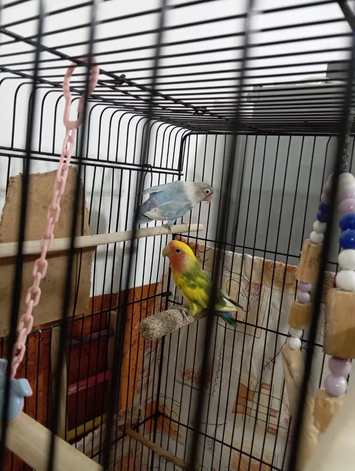 طوطی برزیلی|پرنده|سقز, |دیوار