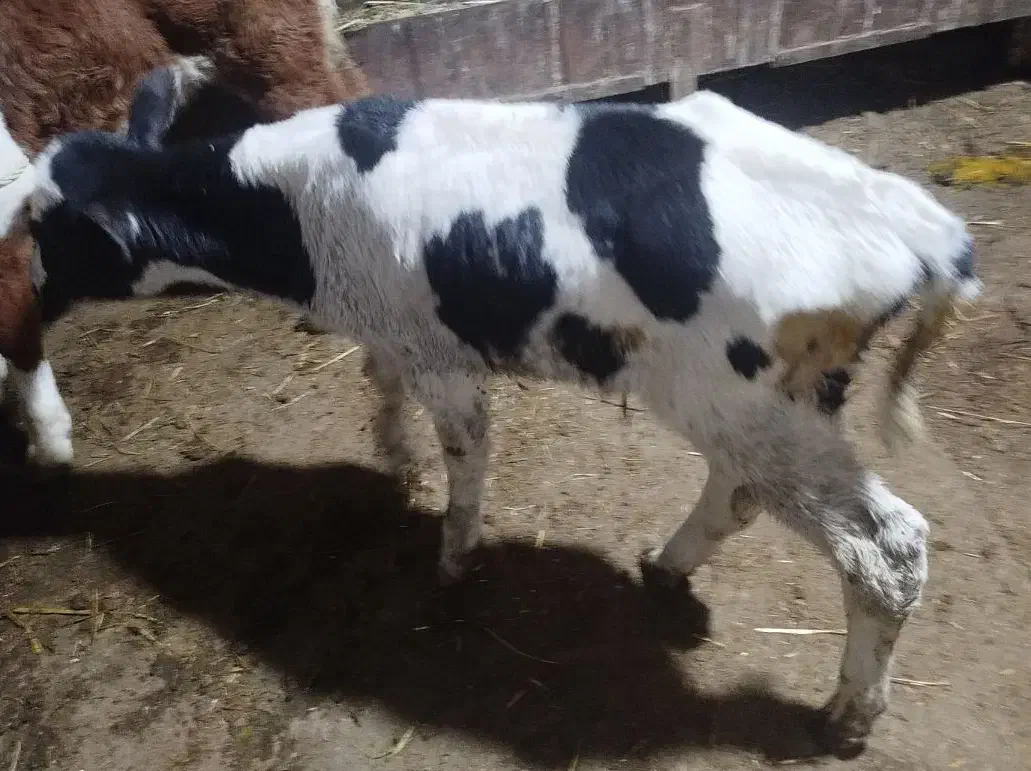 گوساله نر|حیوانات مزرعه|سبزوار, قصبه شرقی|دیوار