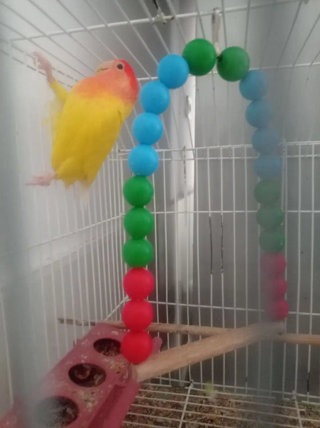 طوطی کتوله برزیلی|پرنده|شهر بابک, |دیوار