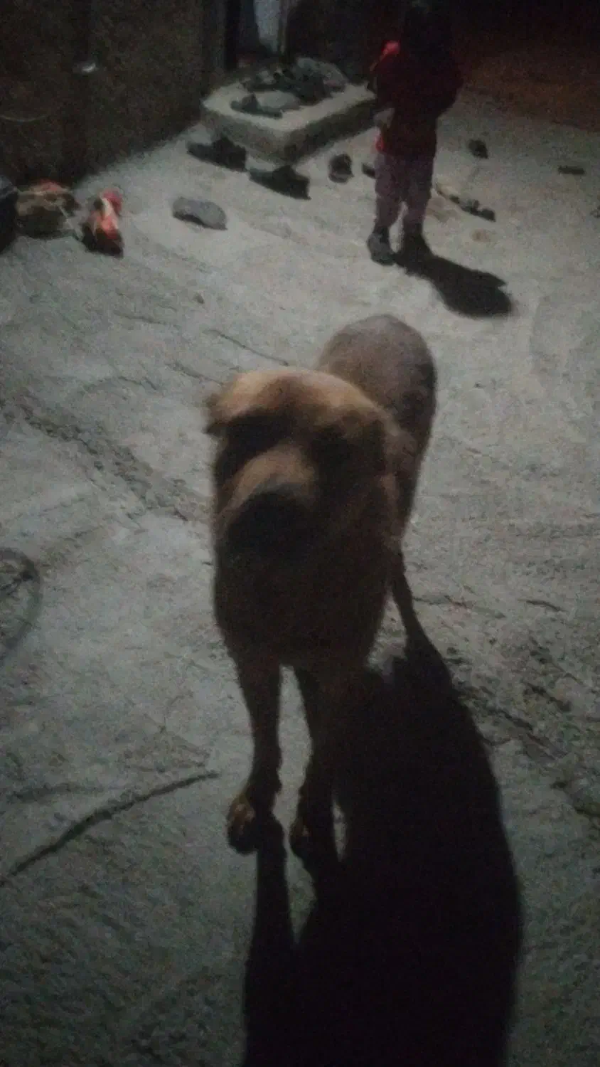 سگ خوب|سگ|نهبندان, |دیوار