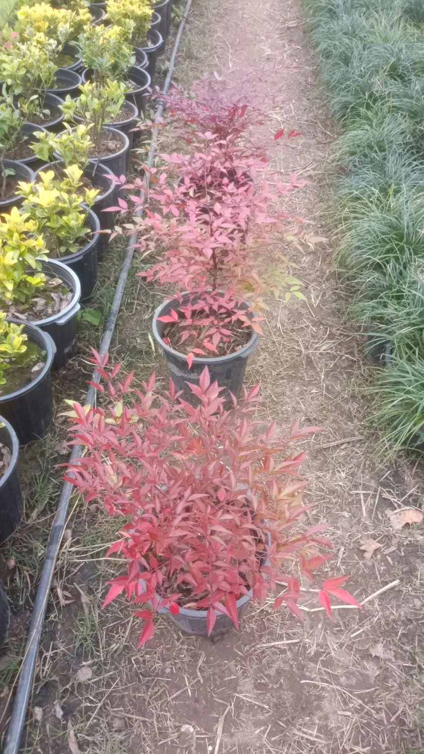 ناندینا سطل 10|گل و گیاه طبیعی|کلاچای, |دیوار