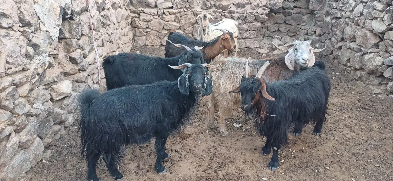 بز برای کشت|حیوانات مزرعه|دهدشت, |دیوار