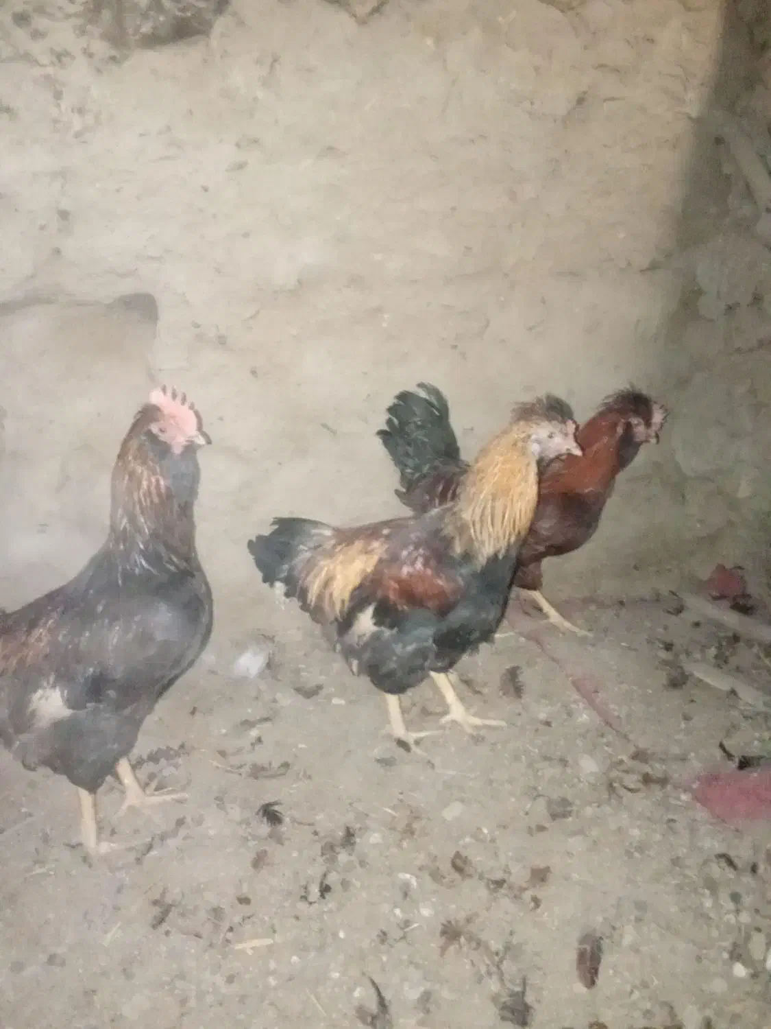 سلام|حیوانات مزرعه|چناران, |دیوار