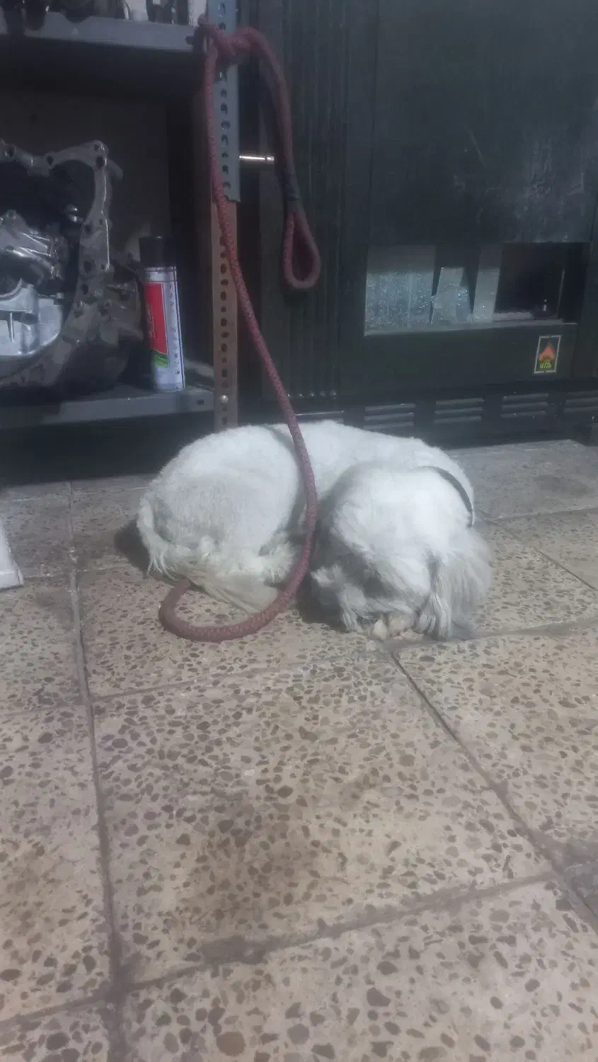 واگزاری سگ شیتزو|سگ|ایلام, |دیوار