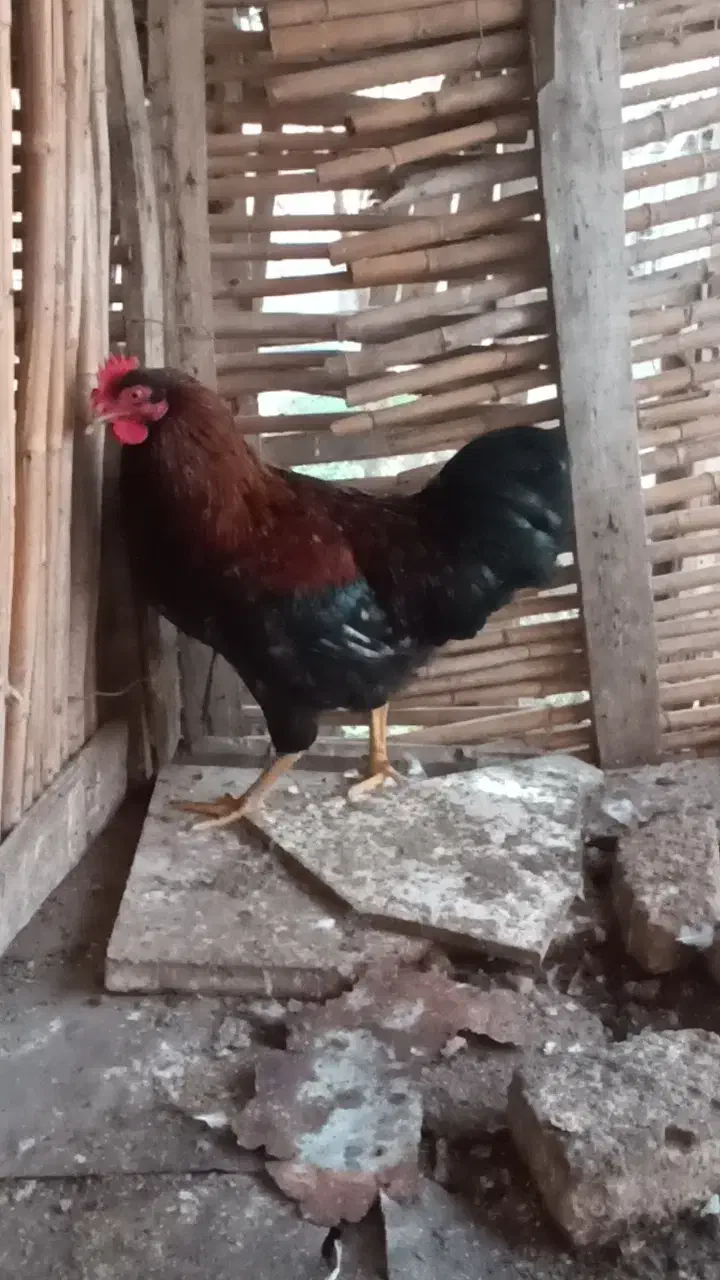 خروسمحلی|حیوانات مزرعه|بندر ترکمن, |دیوار